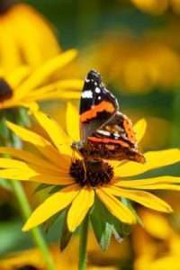 Les plantes vivaces sont excellentes pour la biodiversité : accueillez les papillons, les abeilles et les oiseaux !