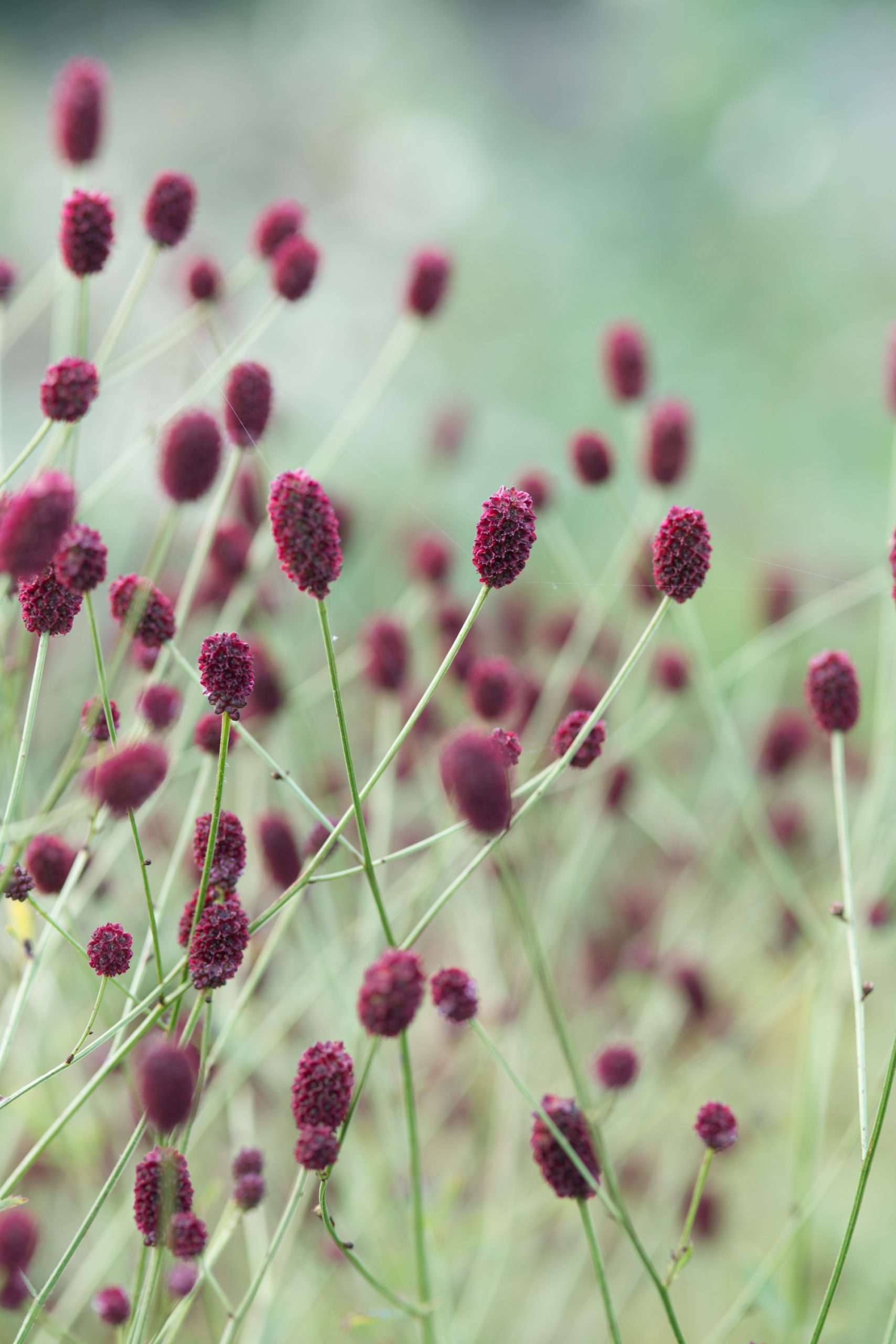 Célébrez l'automne avec des plantes vivaces